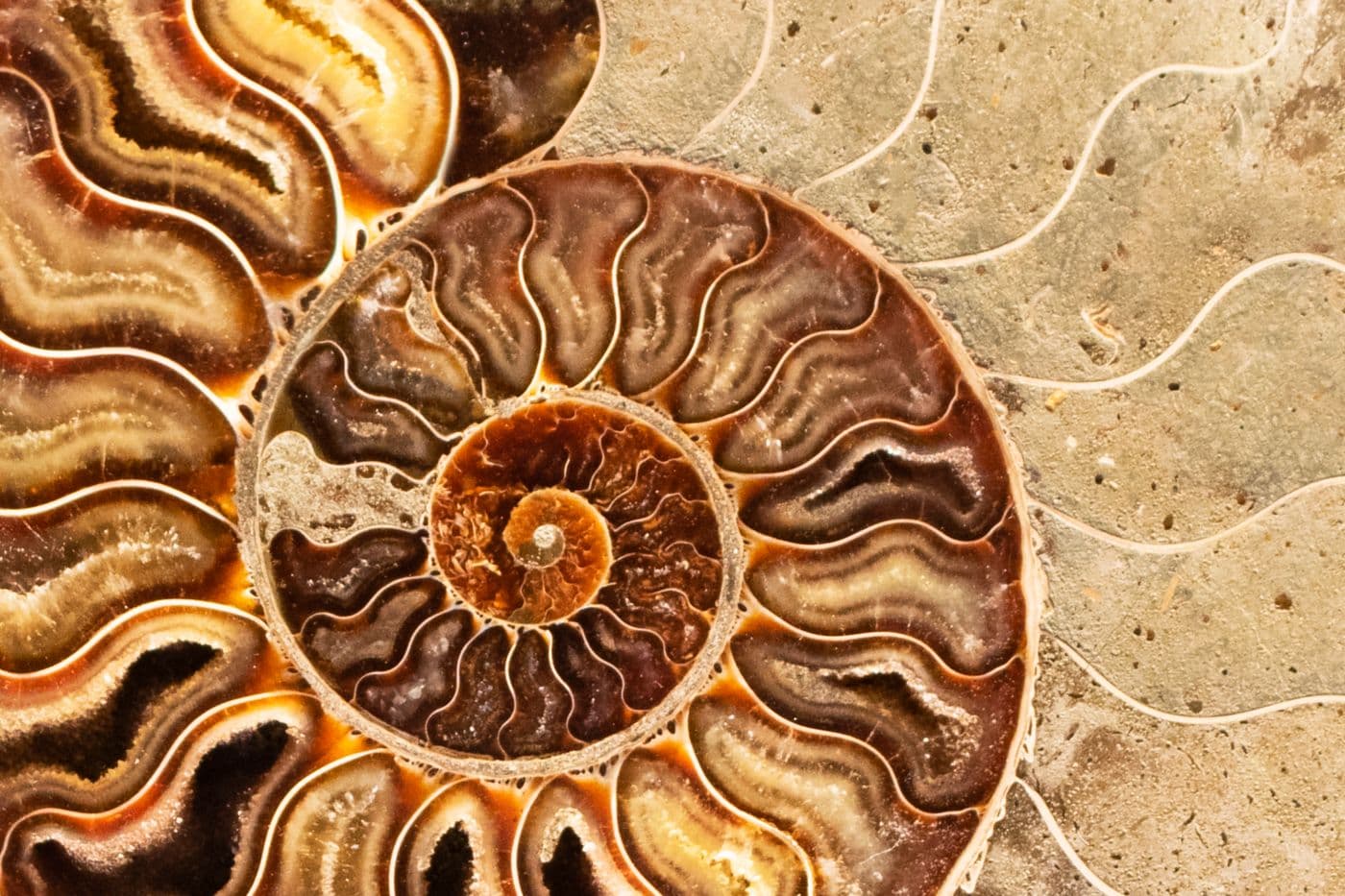 A polished ammonite fossil cross-section, its chambered spiral in amber and cream